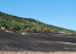 Flaechenbrand Bei Jena 020718 0007